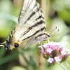 PAPILLON. FLAMBE sur verveine de Buenos Aires. Jardin. LISE JALOUX